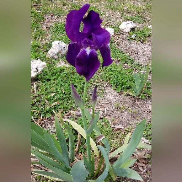 5 for 15$ Bearded Iris Rhizomes - Purple - Picture 2 of 14